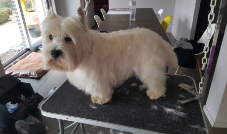 Toilettage de chien à domicile (coupe) - Champagne-au-Mont-d'Or - Une Patte en Or