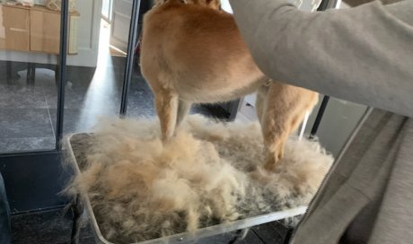 Toilettage et coupe d'un shiba inu - Champagne-au-Mont-d'Or - Une Patte en Or