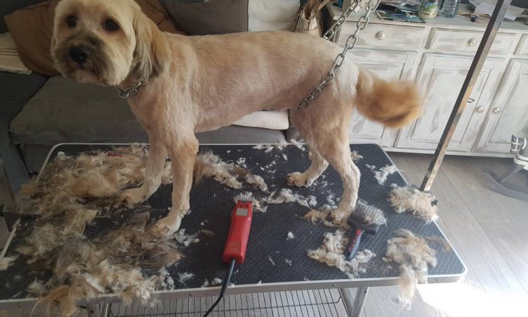 Toilettage de chien à domicile (coupe) - Champagne-au-Mont-d'Or - Une Patte en Or