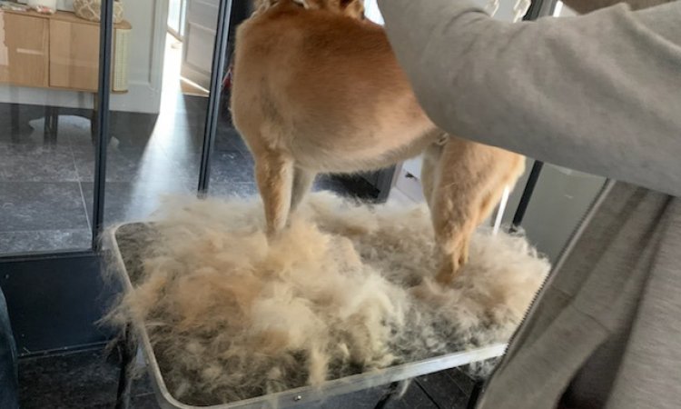 Toilettage et coupe d'un shiba inu - Champagne-au-Mont-d'Or - Une Patte en Or