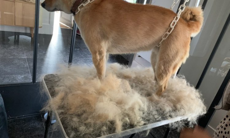 Toilettage et coupe d'un shiba inu - Champagne-au-Mont-d'Or - Une Patte en Or